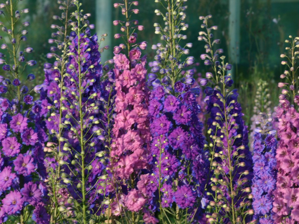 Bộ gói hạt giống Phi yến (Violet)