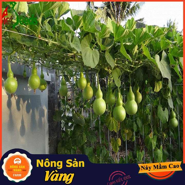Hạt giống Bầu Hồ Lô - Nông Sản Vàng