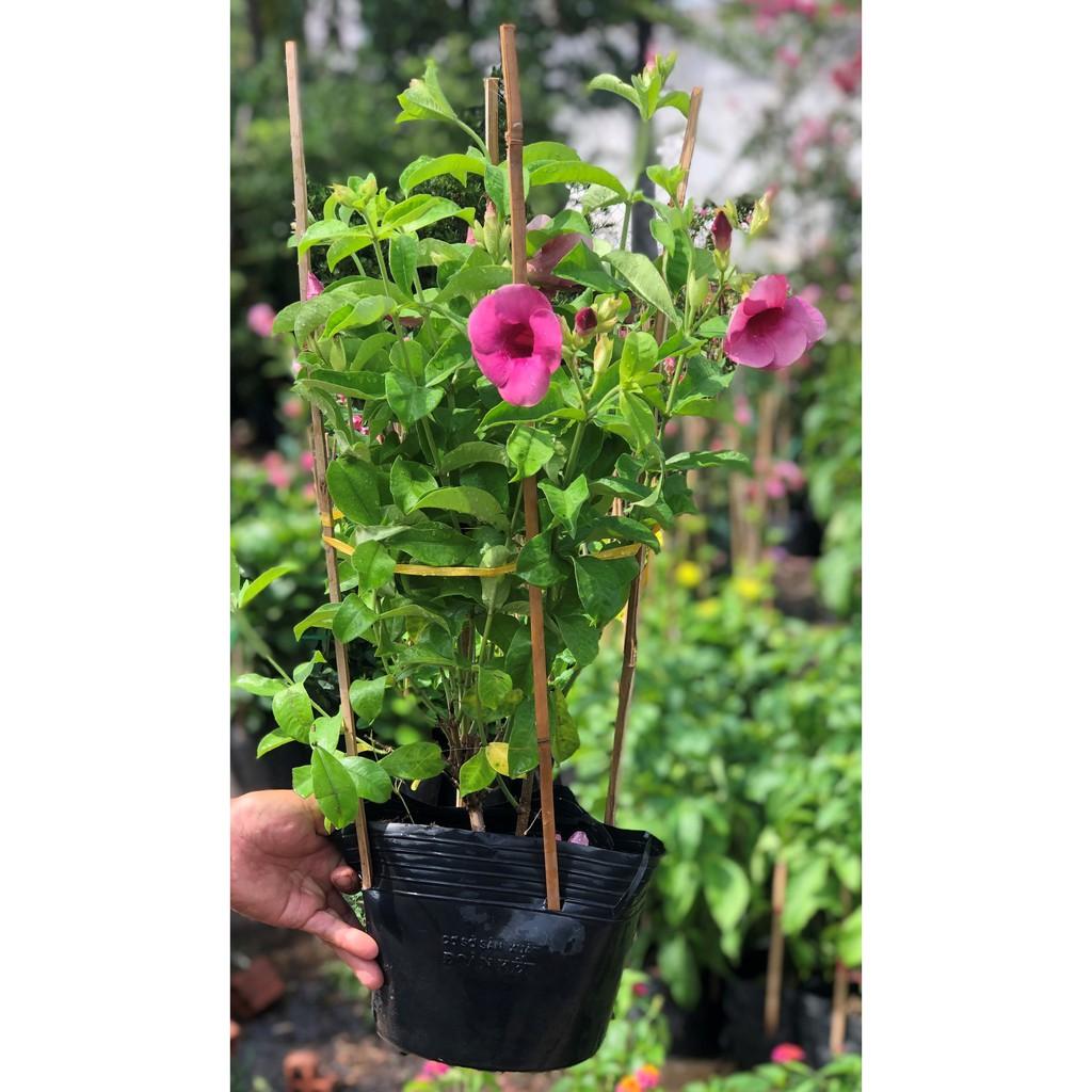 Chậu cây Hồng Anh hoa tím cao 70 cm