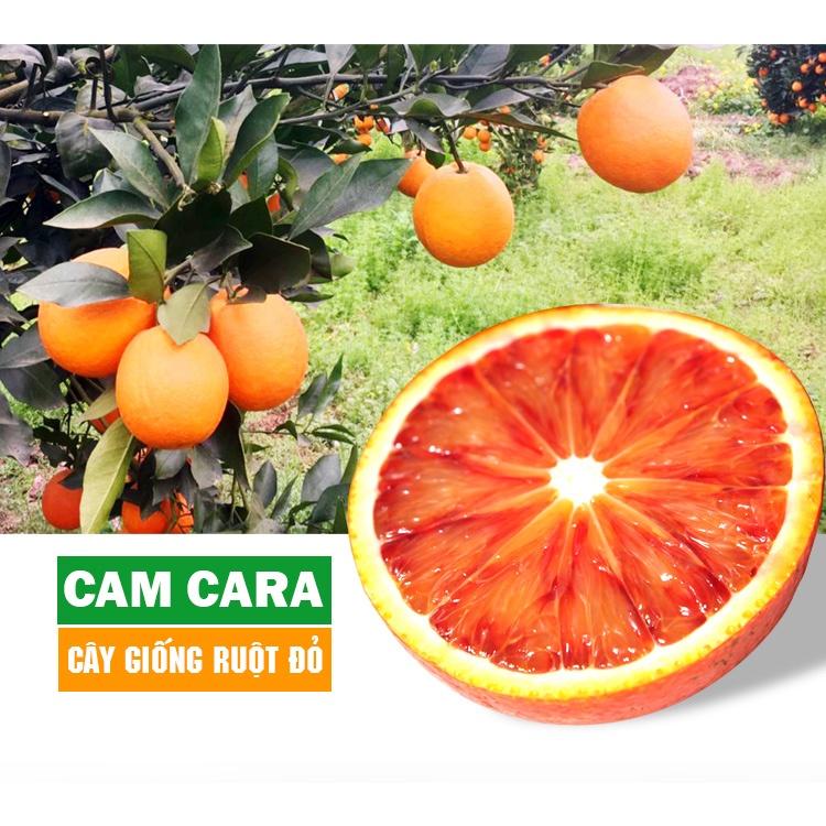 Cây cam cara ruột đỏ không hạt - cây ghép chuẩn giống F1 thân cao từ 50-60cm sinh trưởng nhanh ra quả chỉ sau 2 năm