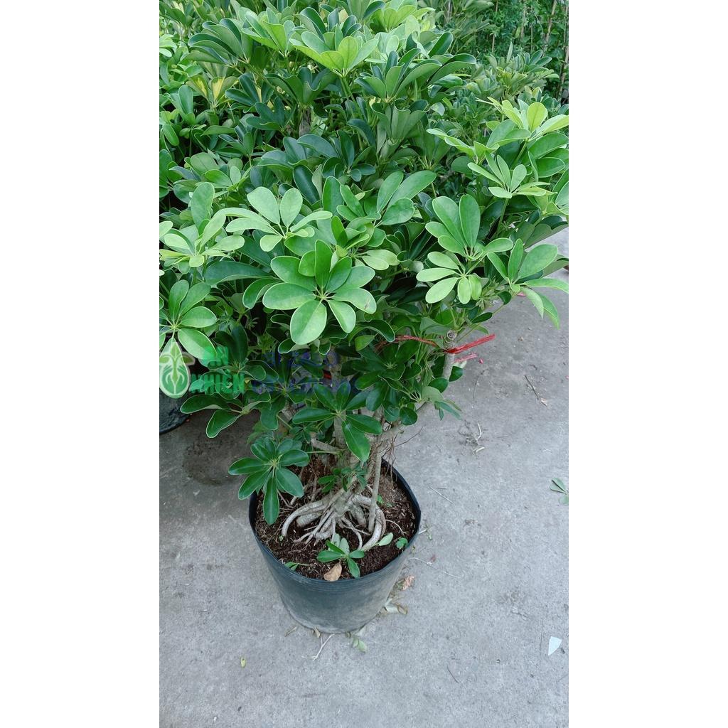 Cây Ngũ Gia Bì Lớn