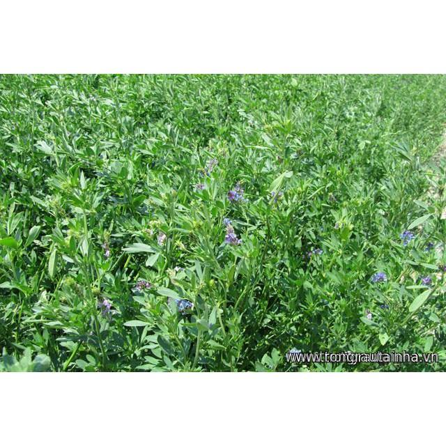 Hạt cỏ chăn nuôi ALFALFA Linh Lăng - Cỏ Họ Đậu - Hạt Giống Cỏ Chăn Nuôi