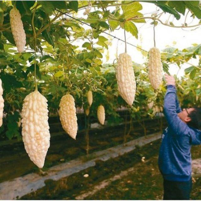 248A Hạt Giống Mướp Đắng Trắng Đài Loan- 05 hạt
