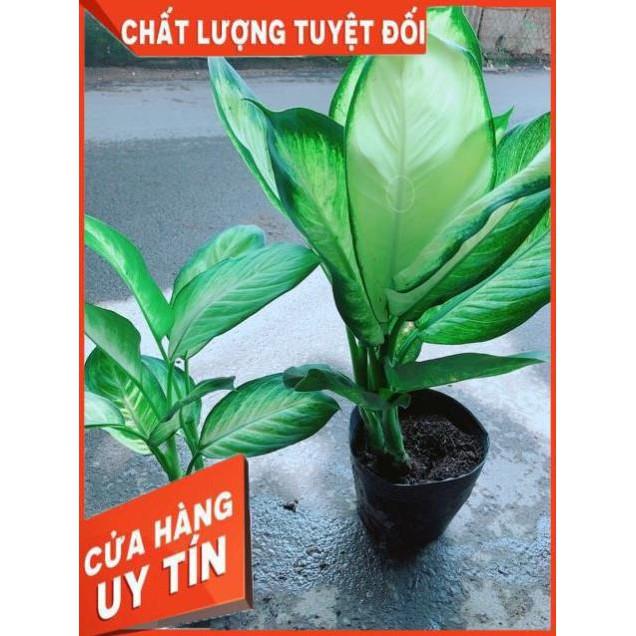 Cây Vạn Niên Thanh