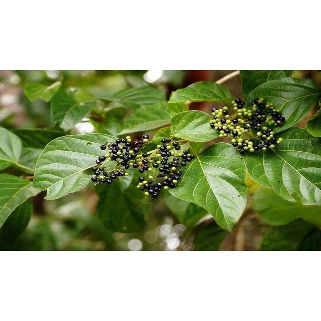 Cây giống vọng cách