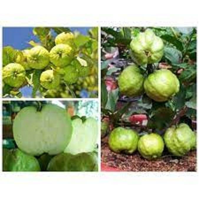 CÂY GIỐNG ỔI NỮ HOÀNG SIÊU NGON SIÊU QUẢ