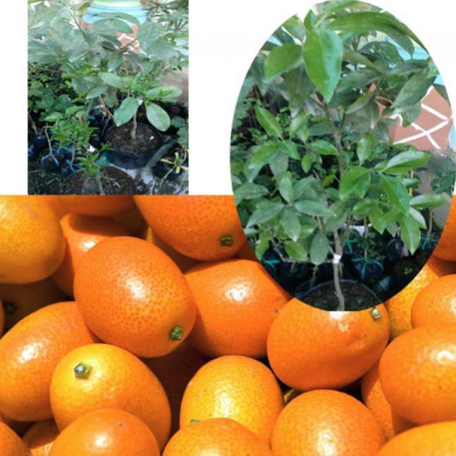 Quất ngọt trưởng thành giá rẻ