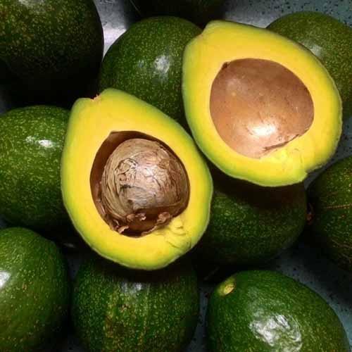 Cây Giống Bơ Sáp