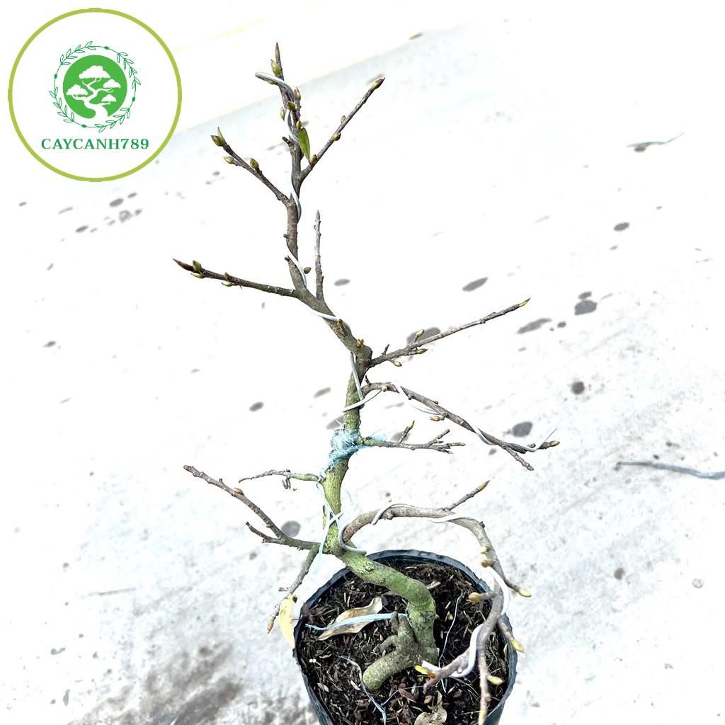 Cây mai vàng bonsai mini để bàn đang nụ hoa .