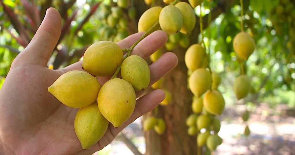 Cây Dâu Xiêm Thái lan ghép siêu trái