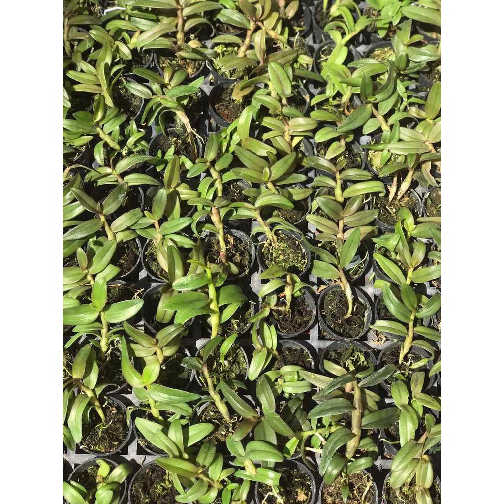 Di linh nù tam bố hàng gieo hạt