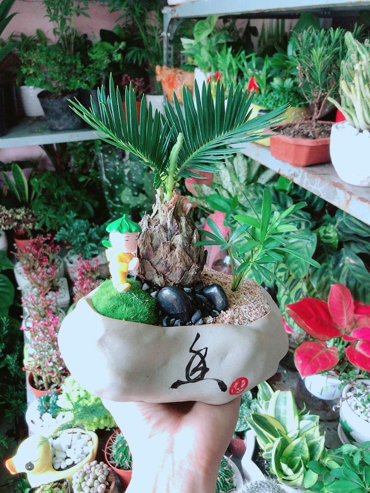 Cây Vạn Tuế Kiểng