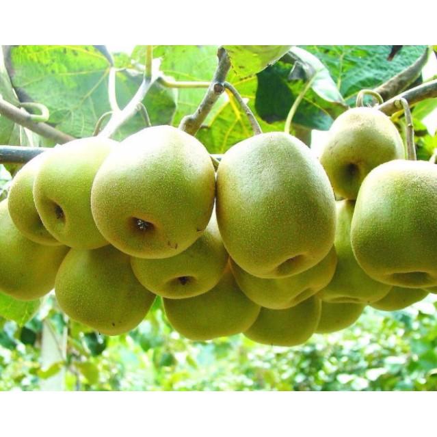30hạt kiwi - quả dương đào, quả lý gai