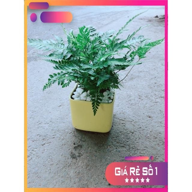 Chậu Cây Dương Sỉ Kiểng