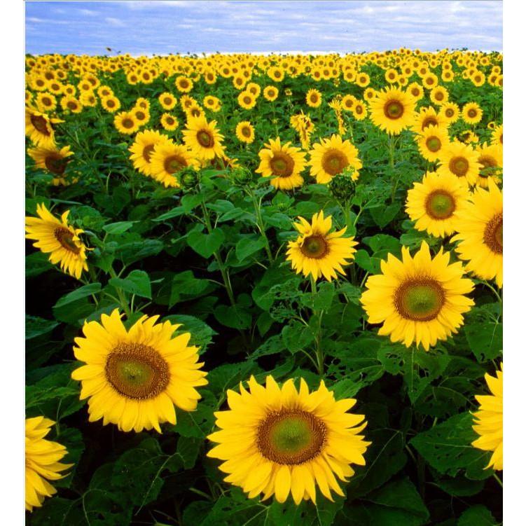 Hạt giống hoa hướng dương cao vàng 120cm - 1 gói 30 hạt