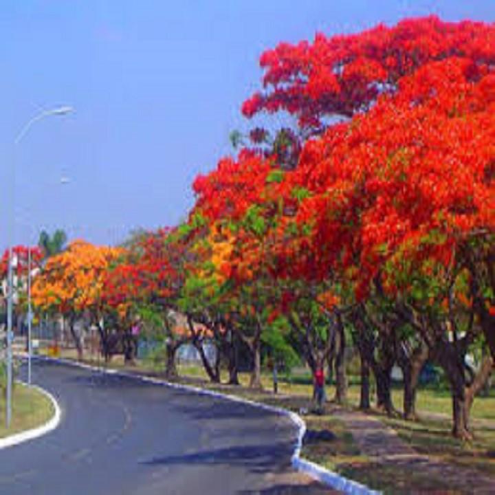 CÂY GIỐNG CÂY HOA PHƯỢNG ĐỎ  SIÊU ĐẸP -