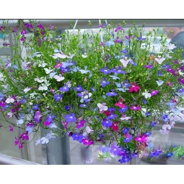 50hạt hoa Cuc Lobelia Mix - Hoa Thúy điệp