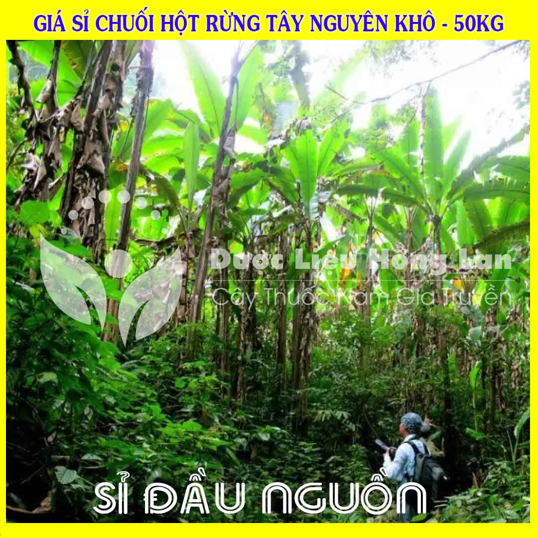 Cung cấp sỉ Chuối Hột Rừng Tây Nguyên khô giá bán 50kg