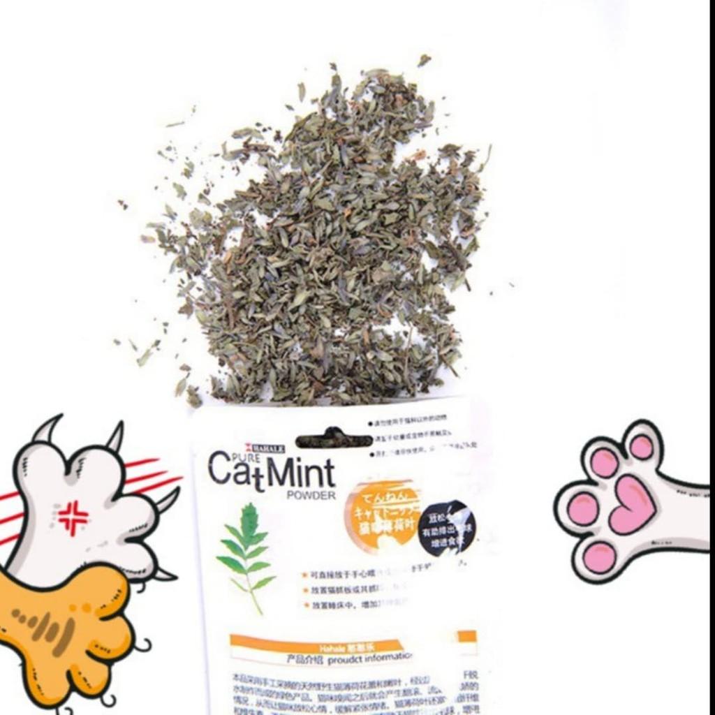 Cỏ Mèo bạc hà Catmint Catnip cho mèo