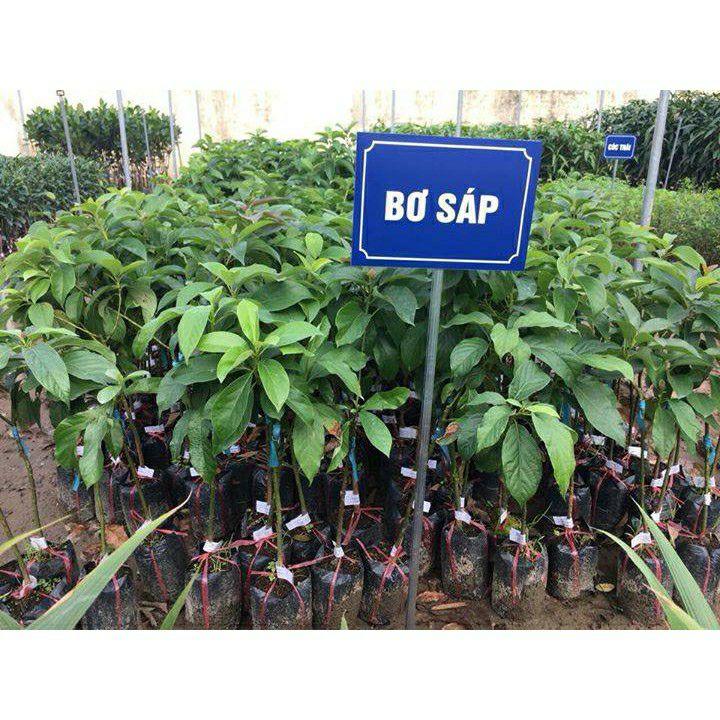 Cây giống bơ sáp daklak
