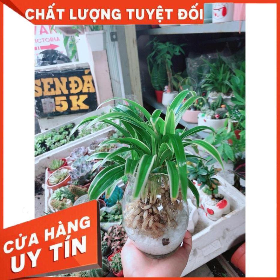 Cỏ Lan Chi Thủy Sinh Đẹp