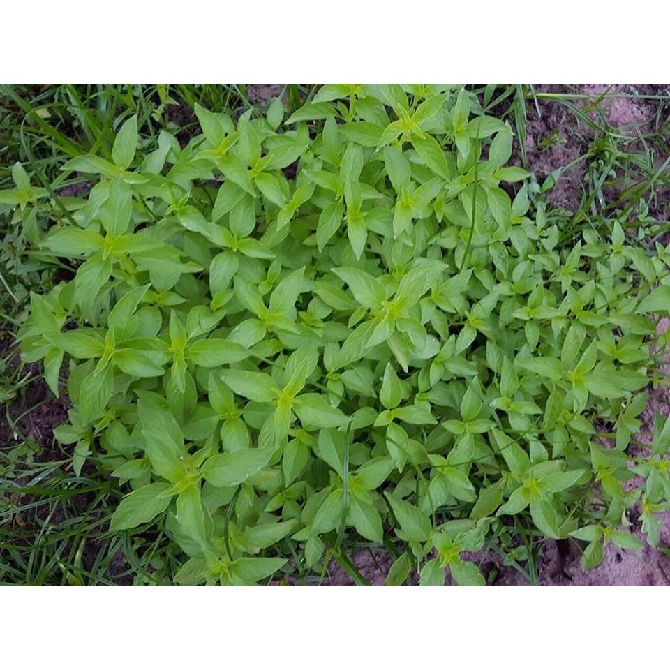 Hạt giống rau húng thơm - Rau thơm sả KNS3218 - Gói 2gram