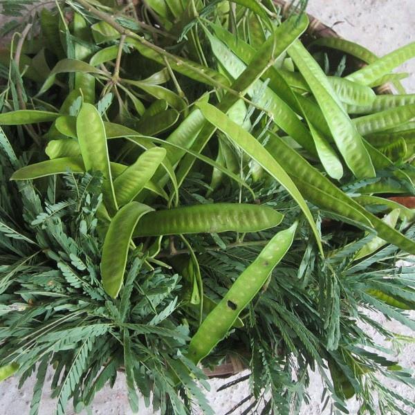 Hạt Giống Cây Keo Dậu