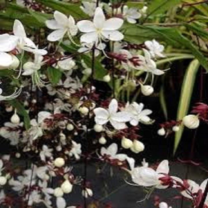 CHẬU CÂY " Dạ Ngọc Minh Châu "