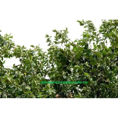 Cây táo mèo giống - kh15dl