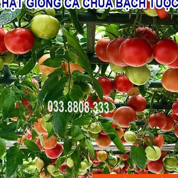 Hạt giống cà chua bạch tuộc -cà chua leo giàn
