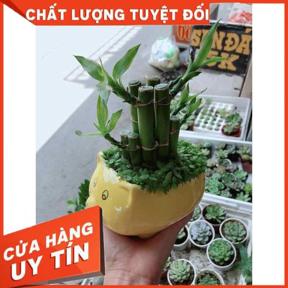 Chậu trúc phát tài Nhiều Người Mua