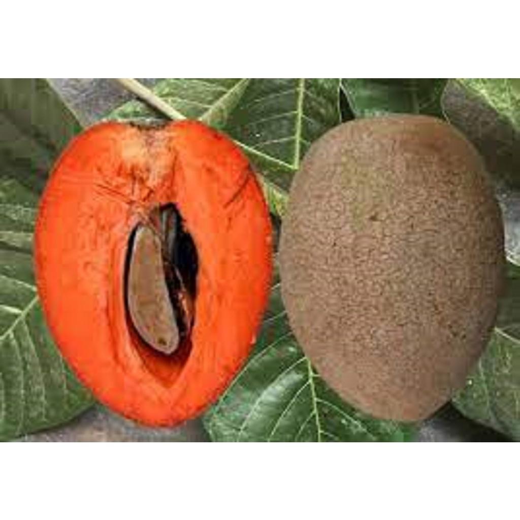 CÂY GIỐNG HỒNG XIÊM RUỘT ĐỔ KHỔNG LỒ
