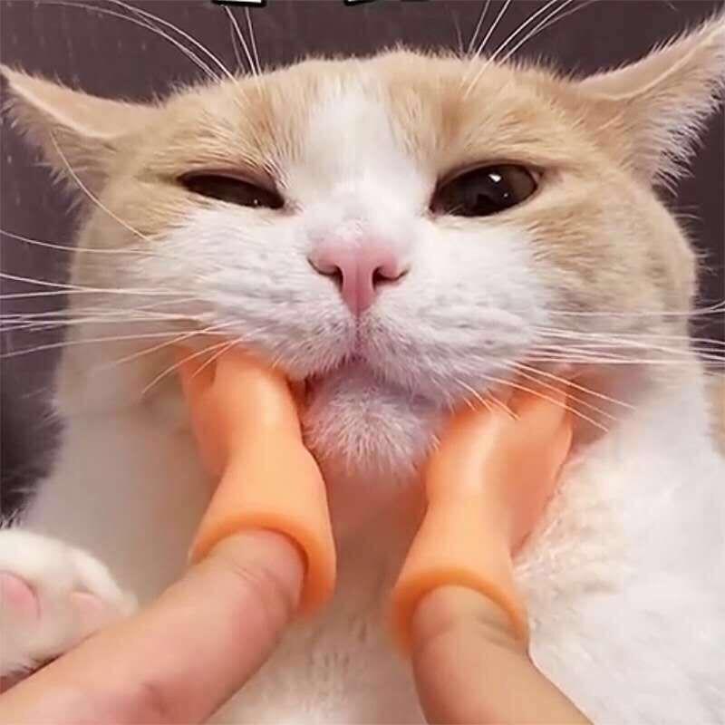 - Bàn tay matxa cho mèo