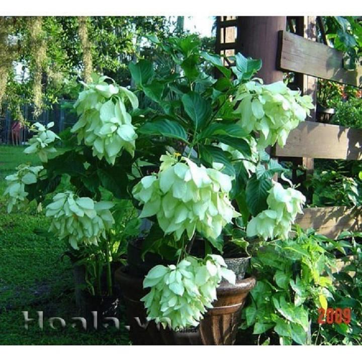 CHẬU CÂY GIỐNG CÂY HOA ÉN BẠC SIÊU ĐẸP