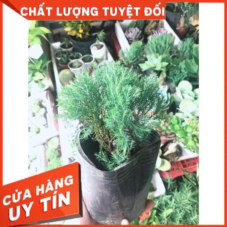 Tùng bồng lai và chậu sứ tráng men Nhiều Người Mua