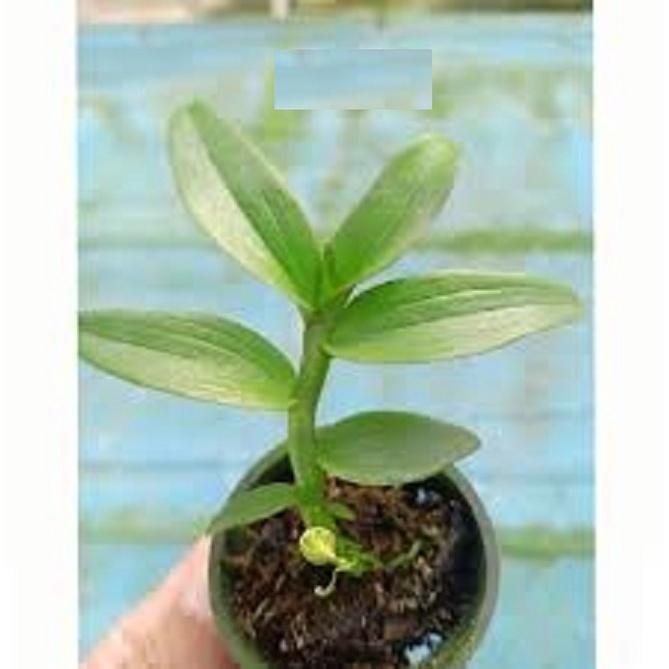 LAN PHI ĐIỆP 5 CÁNH TRẮNG YÊN BÀI