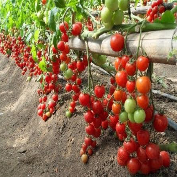 Hạt giống Cà chua chuỗi ngọc F1 - Nảy mầm cao Titapha