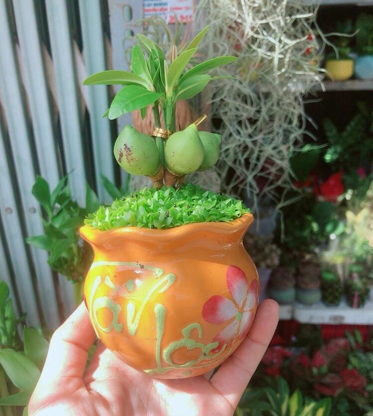Chậu Cây May Mắn Tài Lộc