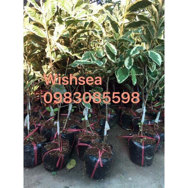 Cây ổi cẩm thạch và cây chanh cẩm thạch