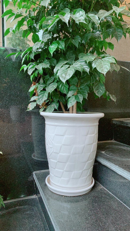 Đĩa Nhựa Lót Chậu Cây - Khay Lót Chậu Cây Cảnh Đẹp - Full Size Kích Thước