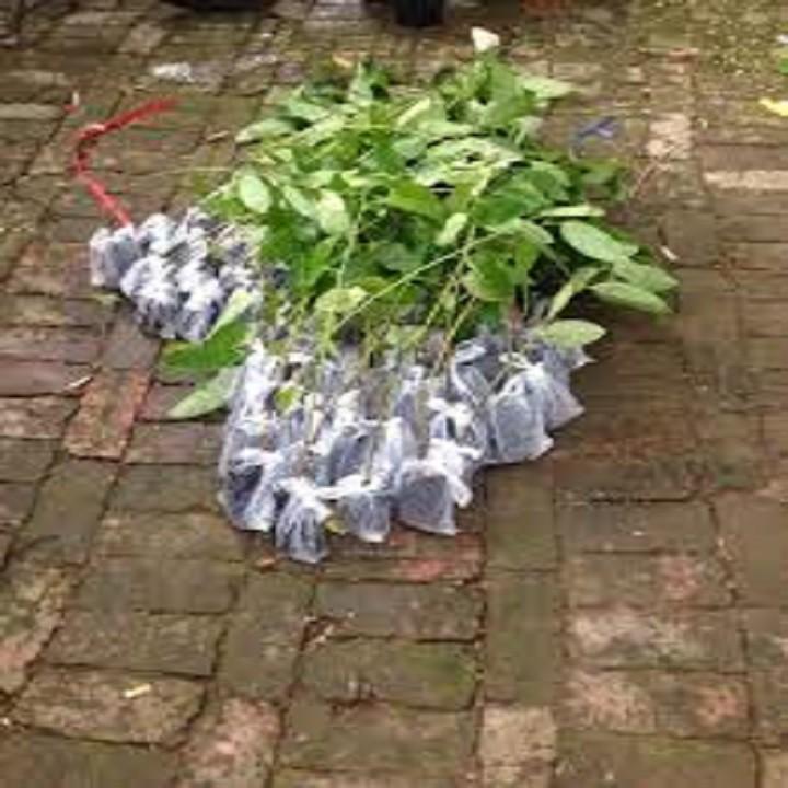 Cây giống NA SỪNG NAM Mỹ GIỐNG F1