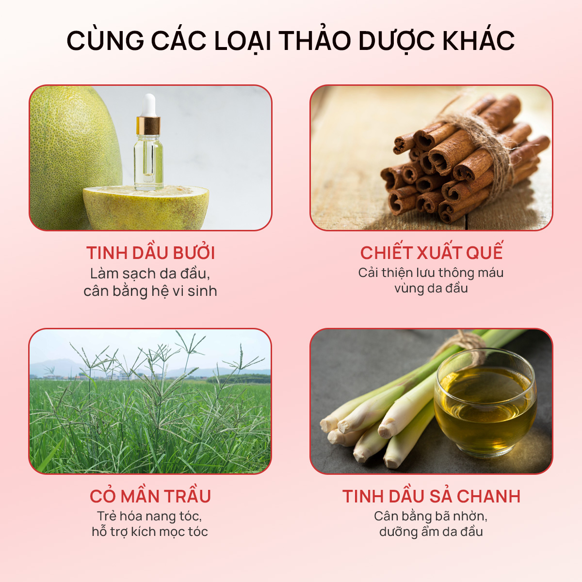 Combo 2 Dầu gội thảo dược Fresh Shampoo giảm rụng tóc, giảm gàu, nuôi dưỡng tóc mềm mượt và chắc khỏe từ gốc