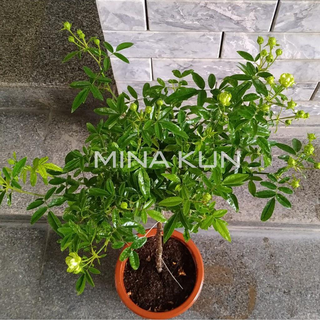 Hồng trứng Xanh thân gỗ dáng tree