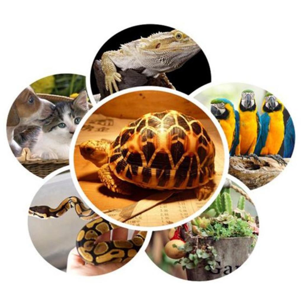 2pcs Reptile Tortoise Amphibian UVA UVB Heat Light Infrared Baking Spot Lamp