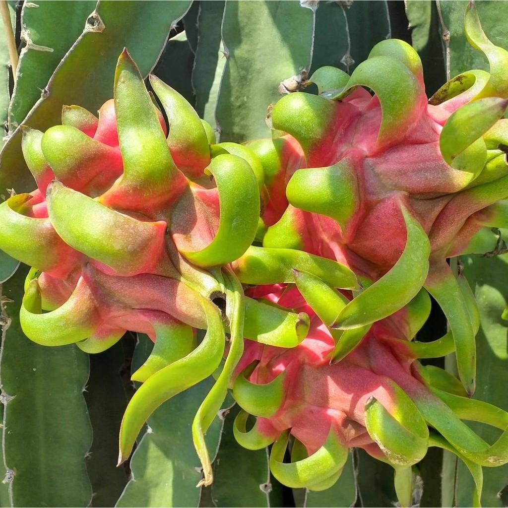 THANH LONG RUỘT ĐỎ ngọt mát - hàng cây giống chuẩn F1