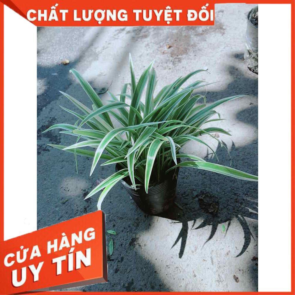 Cây Lan Chi Nhiều Người Mua