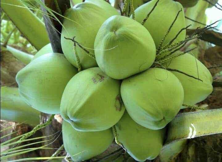 Cây Giống Dừa Dứa Siêu Thơm Nguyên Chủng