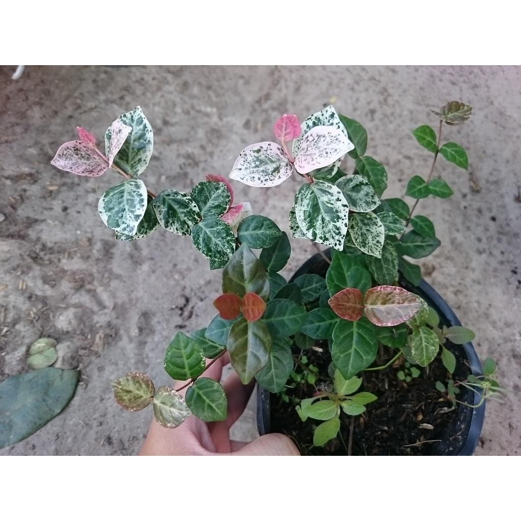 Cây thằn lằn cẩm thạch + tặng phân bón cho cây