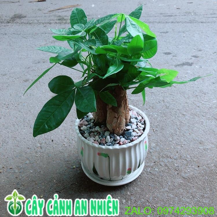 Chậu Kim Ngân 3 Thân