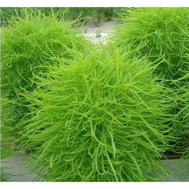 HG10 Hạt Giống Cỏ Đổi Màu - 50 hạt